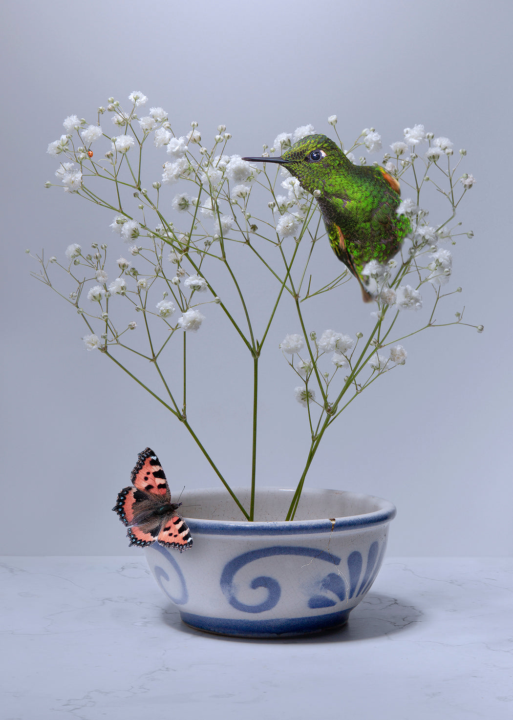 Royal Flinderia - Sander van Laar - Royal Flinderia - Sander van Laar.jpg