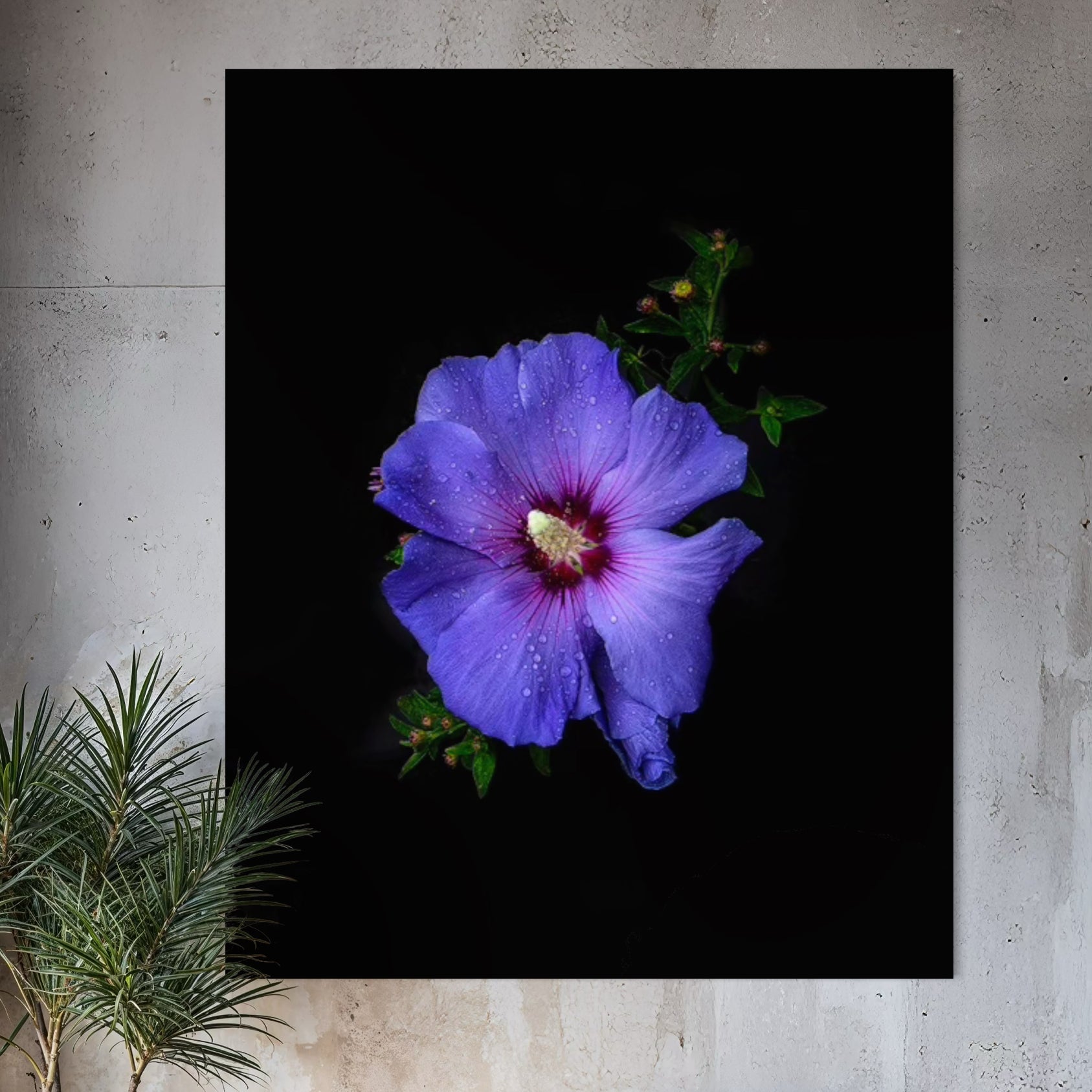 Royal Hybiscus - Sander van Laar - 1.jpg