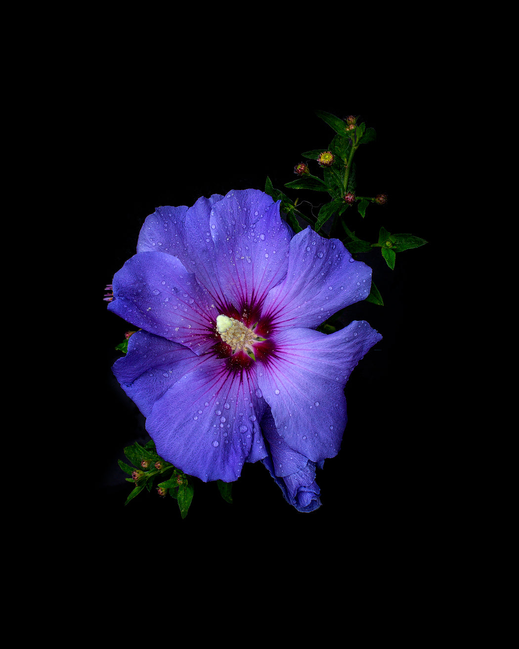 Royal Hybiscus - Sander van Laar