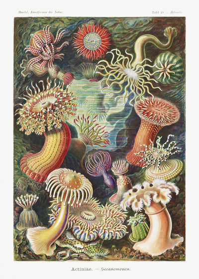 Actiniae–Seeanemonen from Kunstformen der Natur (1904) - Ernst Haeckel