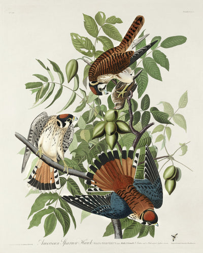 Amerikaanse sperwer - John James Audubon
