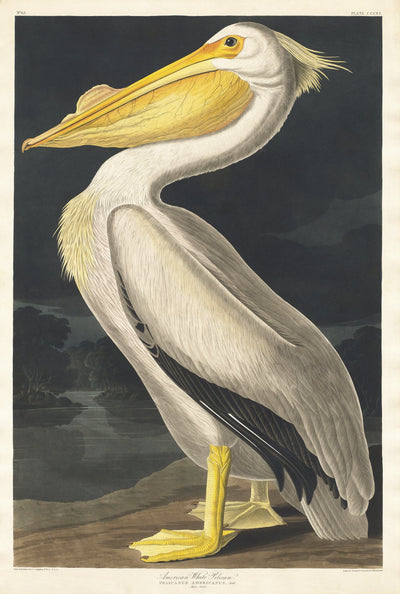 Amerikaans witte pelikaan - John James Audubon