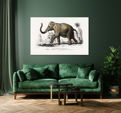 Aziatische olifant  - Charles Dessalines D' Orbigny