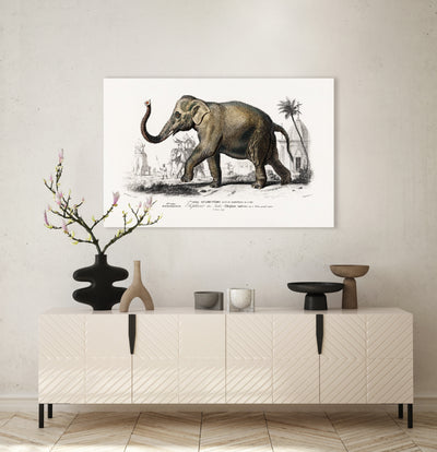 Aziatische olifant  - Charles Dessalines D' Orbigny