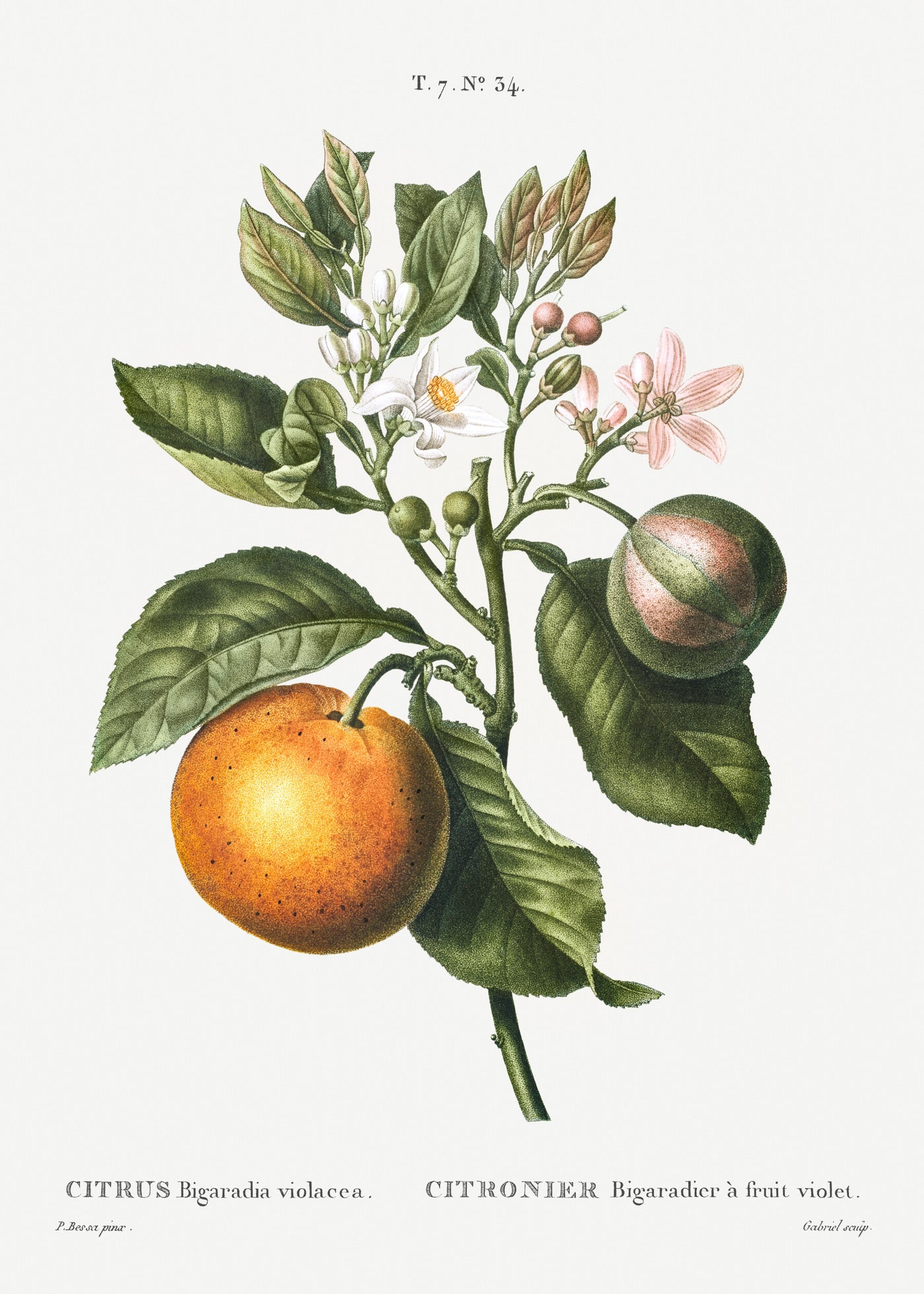 Bittere sinaasappel - - Pierre-Joseph Redouté