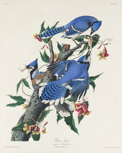 Blauwe gaai - John James Audubon