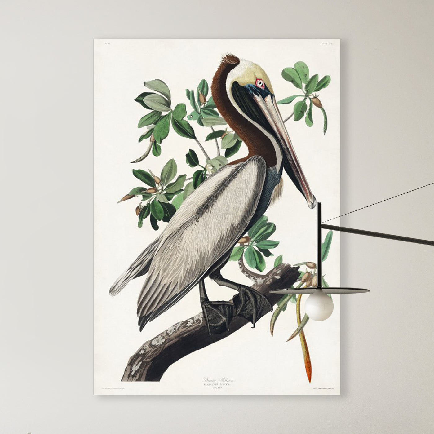 Bruine pelikaan - John James Audubon
