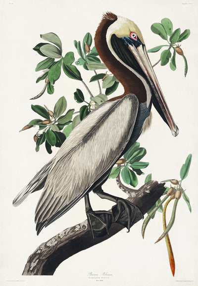 Bruine pelikaan - John James Audubon