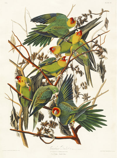Carolina papagaai - John James Audubon