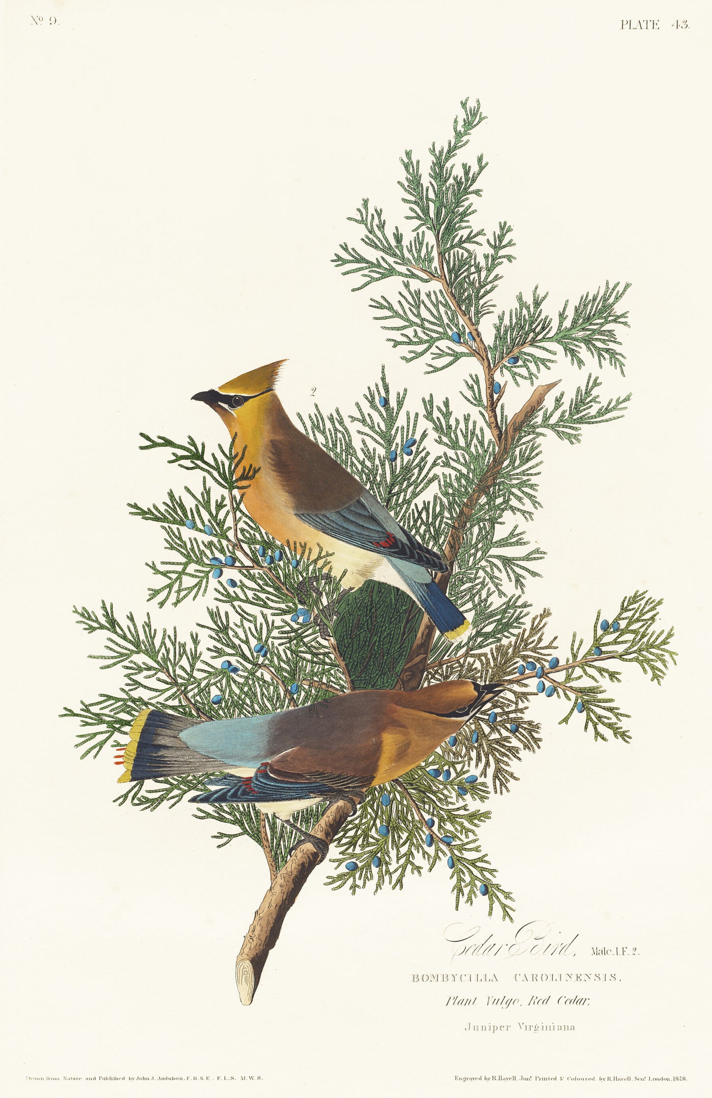 Cederpestvogel - John James Audubon