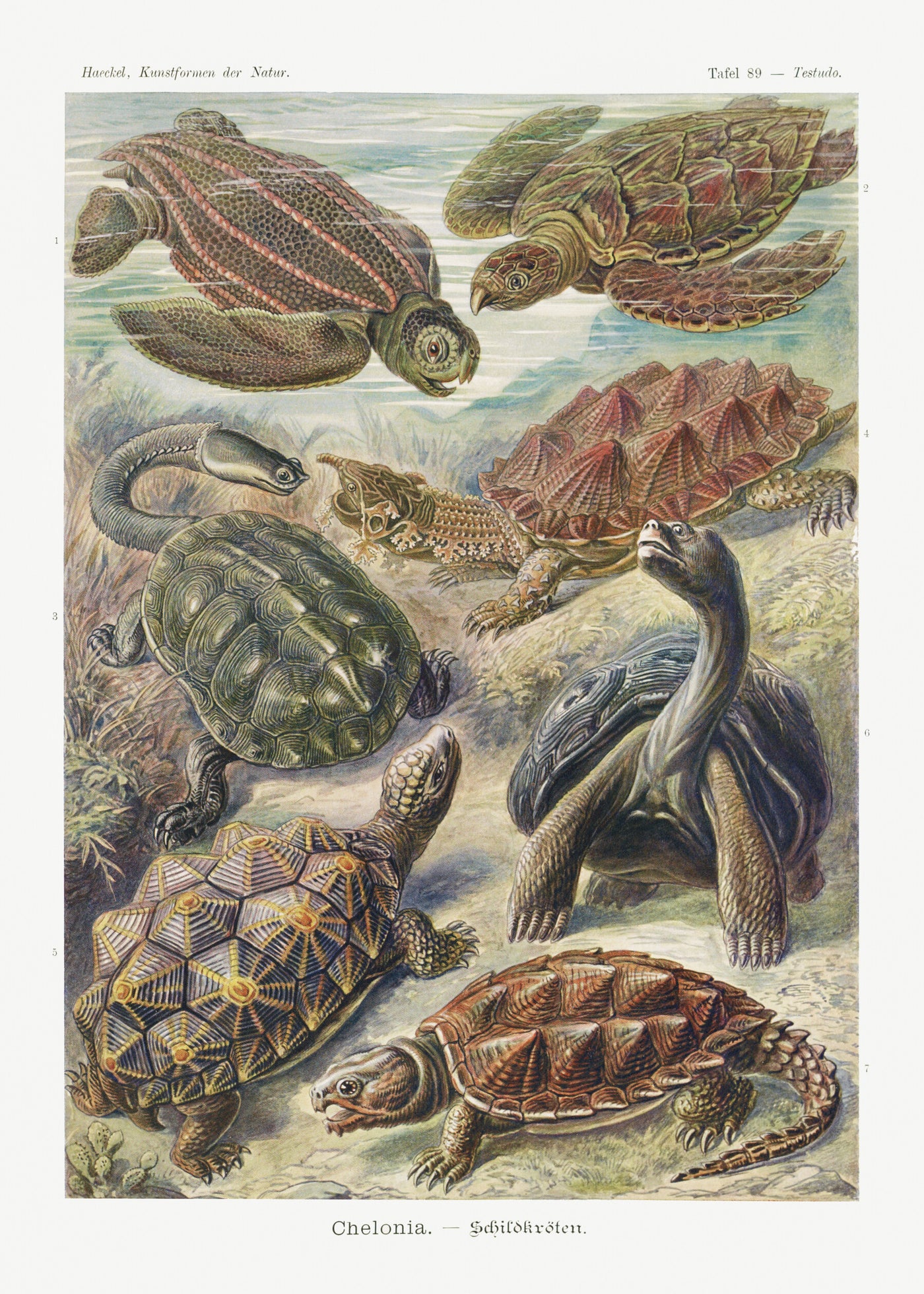 Chelonia–Schildkröten - Ernst Haeckel