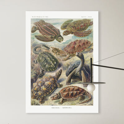 Chelonia–Schildkröten - Ernst Haeckel