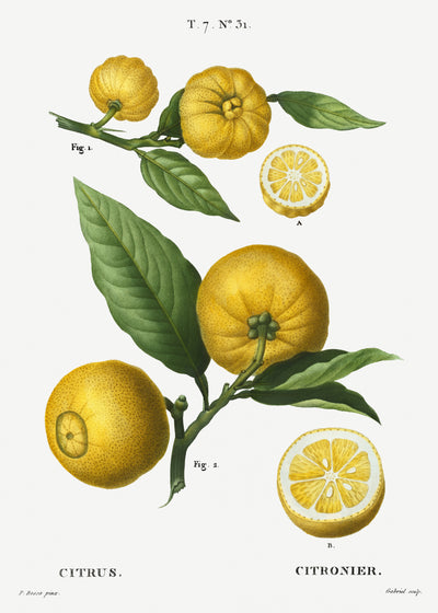 Clusters van citrusvruchten - Pierre-Joseph Redouté