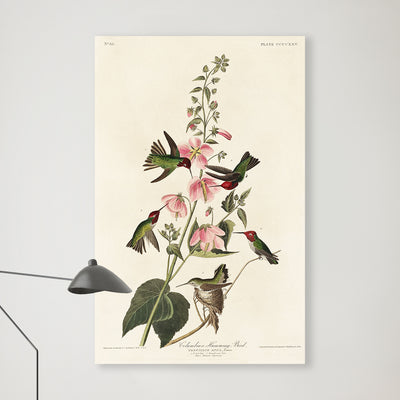 Colombiaanse kolibri - John James Audubon