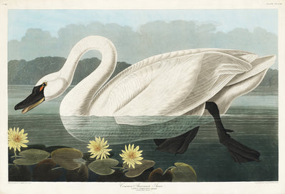 Gewone Amerikaans zwaan - John James Audubon