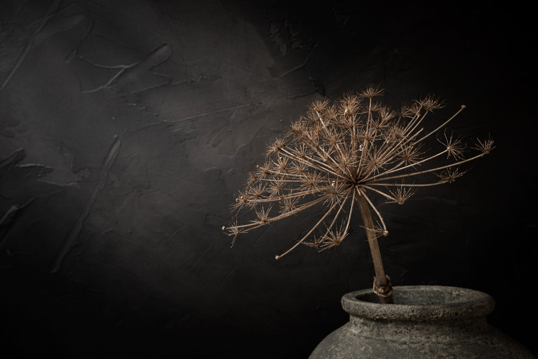 Donker stilleven met grote gedroogde berenklauw in stenen kruik - Mayra Fotografie