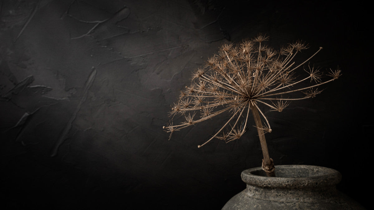 Donker stilleven met grote gedroogde berenklauw in stenen kruik (panorama) - Mayra Fotografie