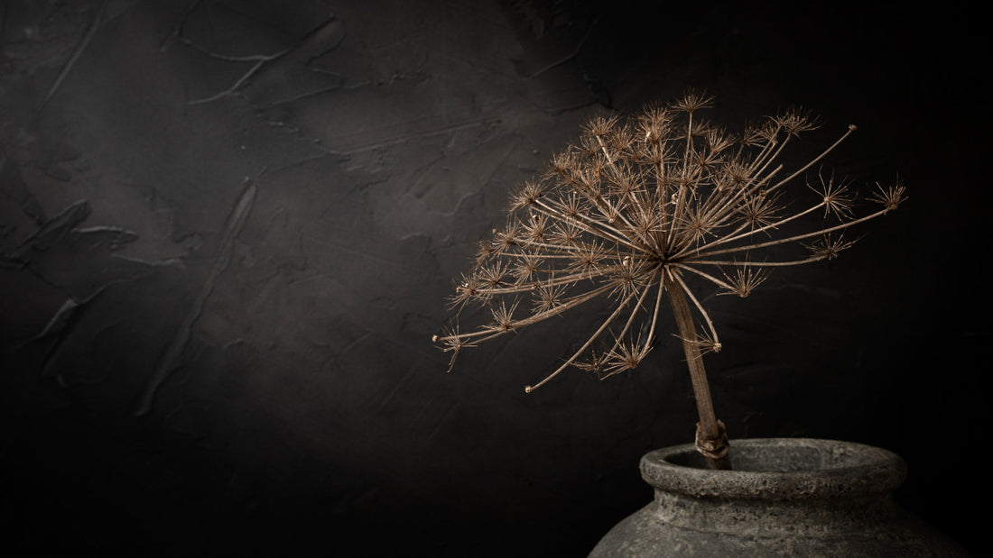 Donker stilleven met grote gedroogde berenklauw in stenen kruik (panorama) - Mayra Fotografie