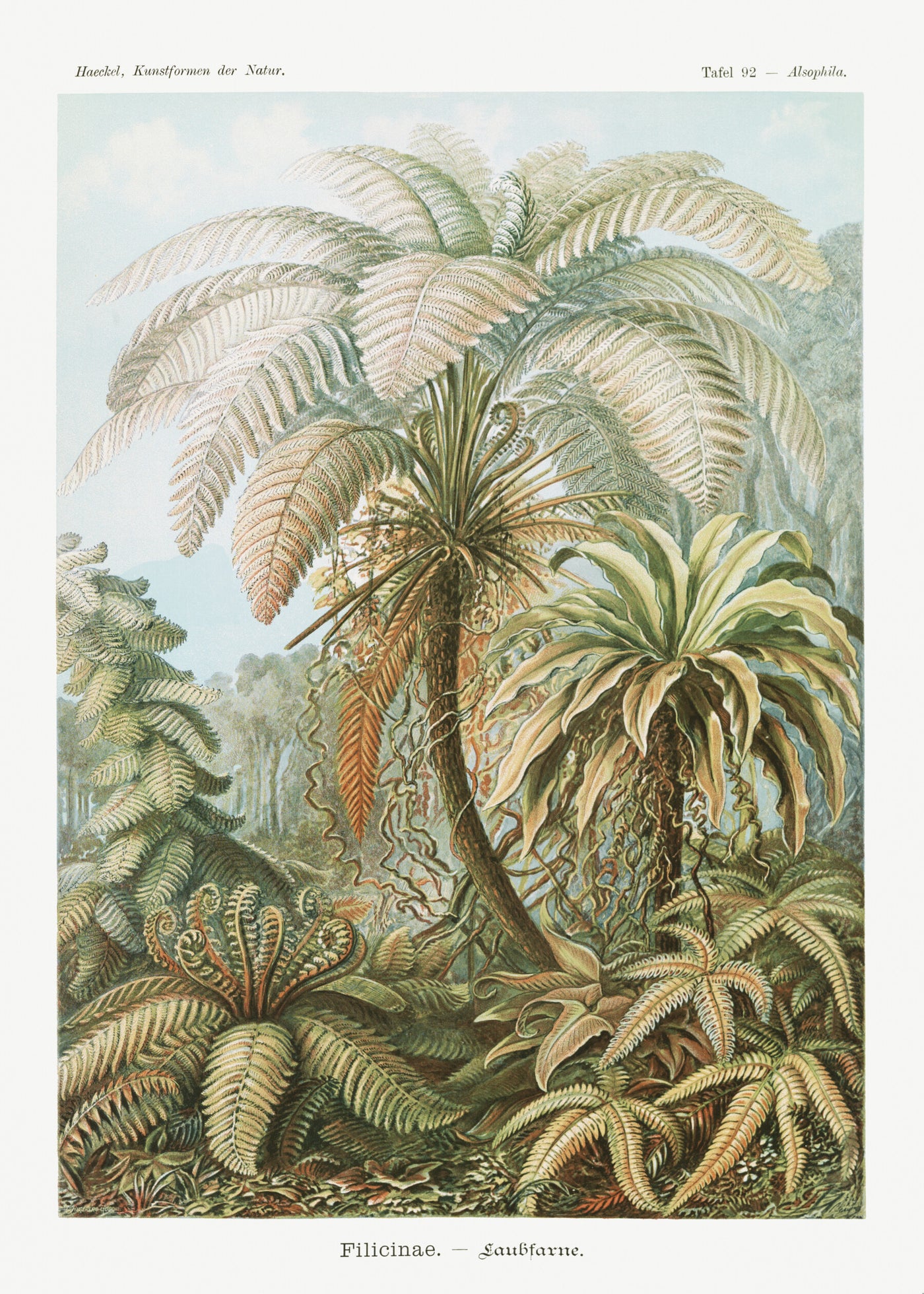 Filicinae–Laubfarne - Ernst Haeckel