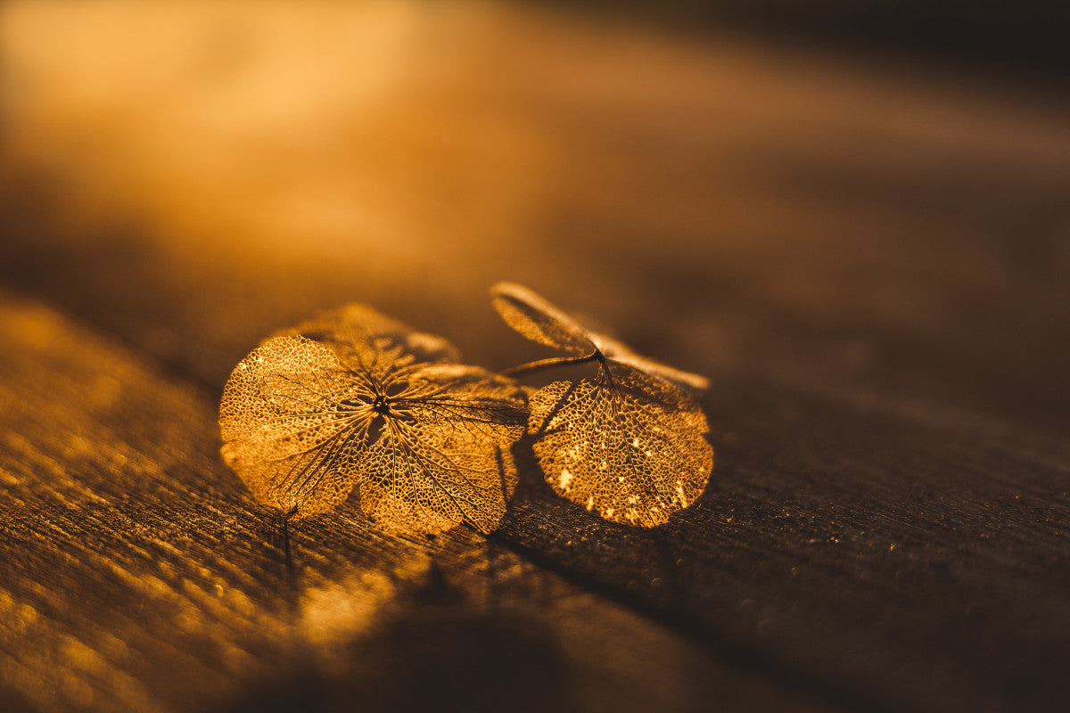 Fragiel bloemblad in goud zonlicht - Mayra Fotografie