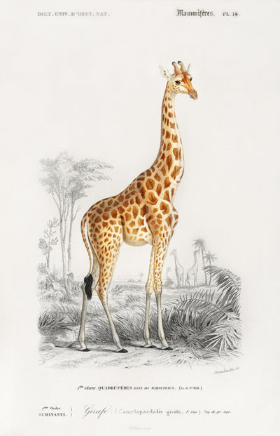 Girafe - Charles Dessalines D' Orbigny