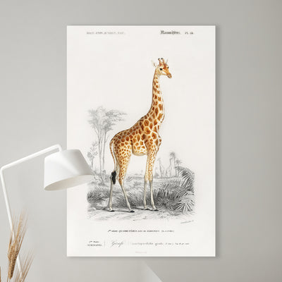 Girafe - Charles Dessalines D' Orbigny