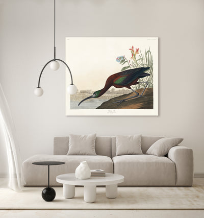 Glanzende ibis - John James Audubon