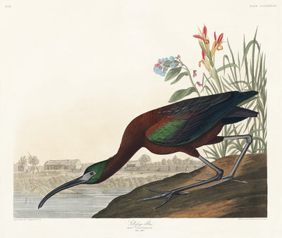 Glanzende ibis - John James Audubon
