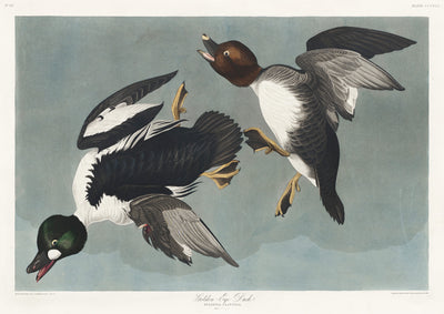 Goudoog eend - John James Audubon
