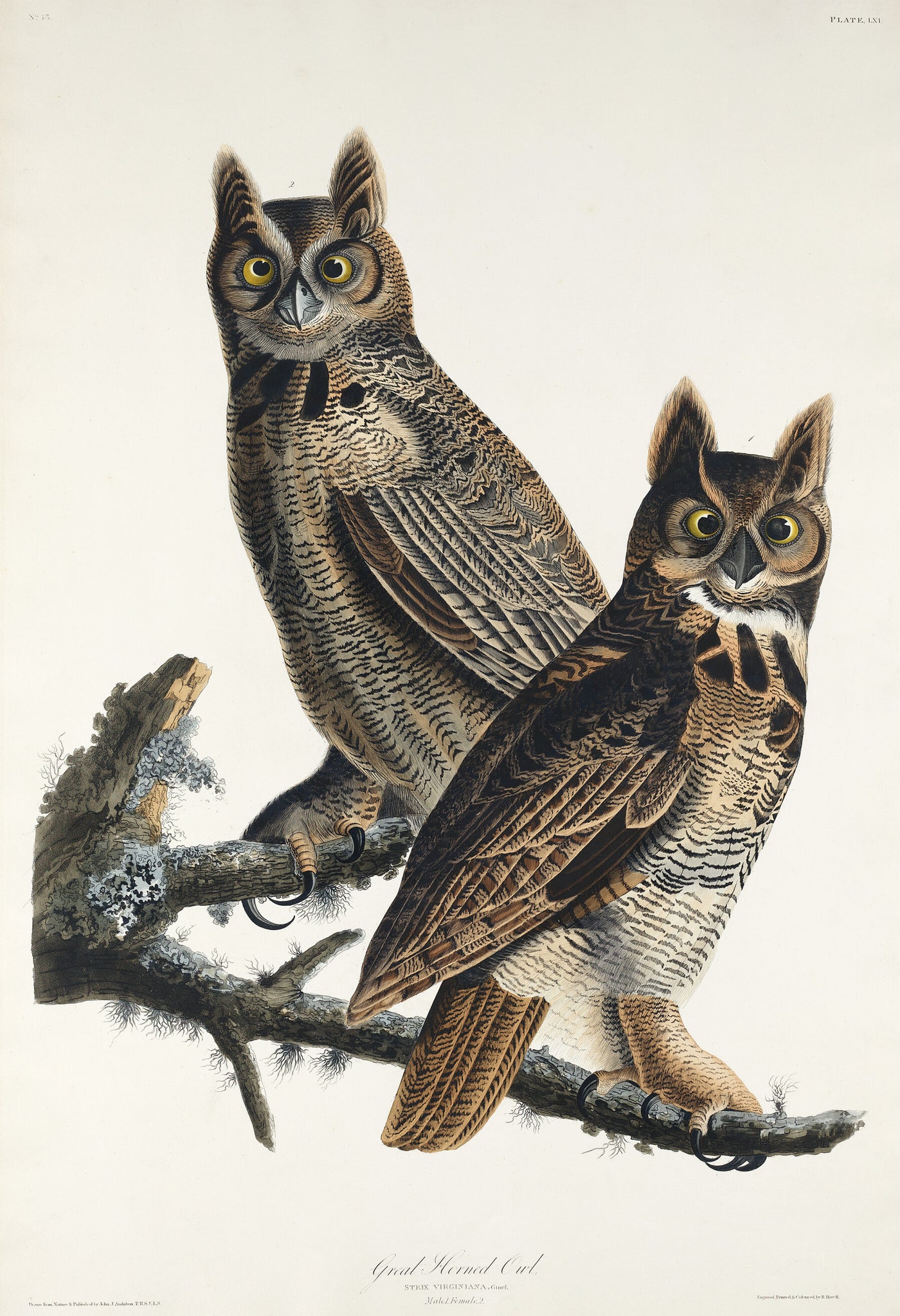 Grote gehoornde uil- John James Audubon