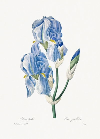 Bleke iris - Pierre-Joseph Redouté