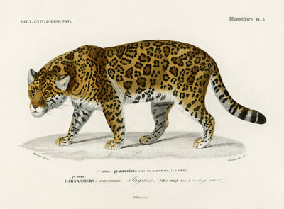 Jaguar  - Charles Dessalines D' Orbigny
