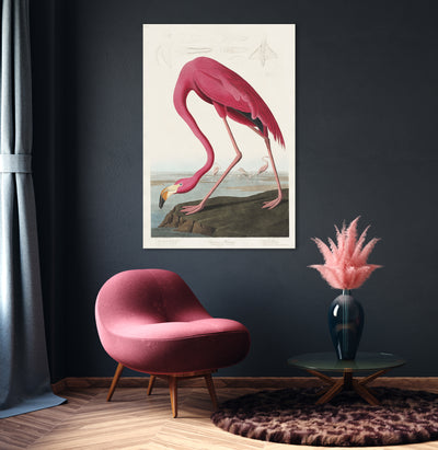 Roze flamingo - John James Audubon