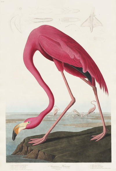 Roze flamingo - John James Audubon