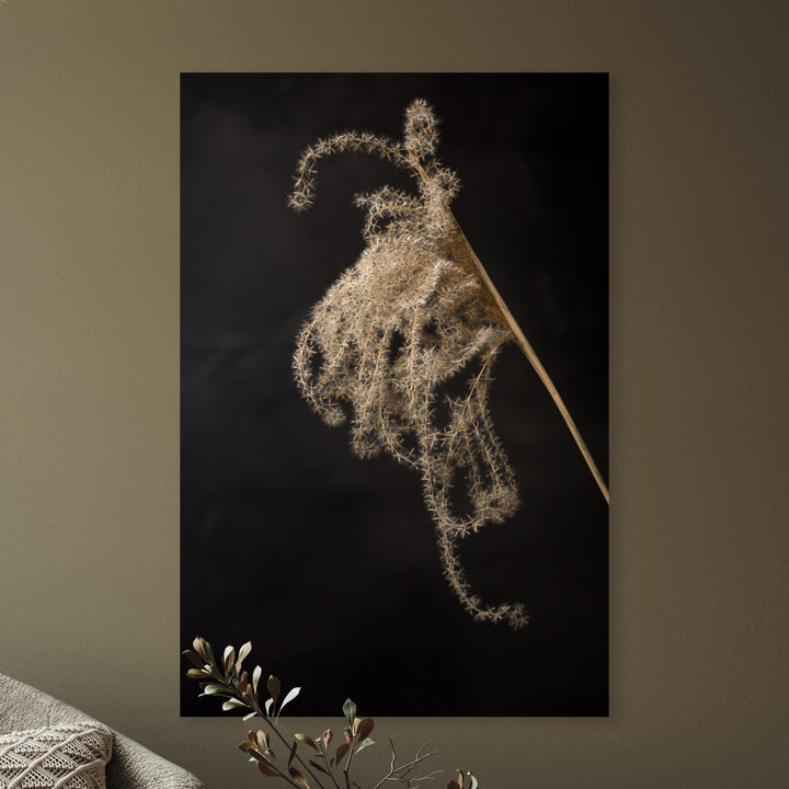 Lichtval op pluizige rietpluim - Mayra Fotografie