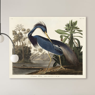 Louisiana reiger - John James Audubon