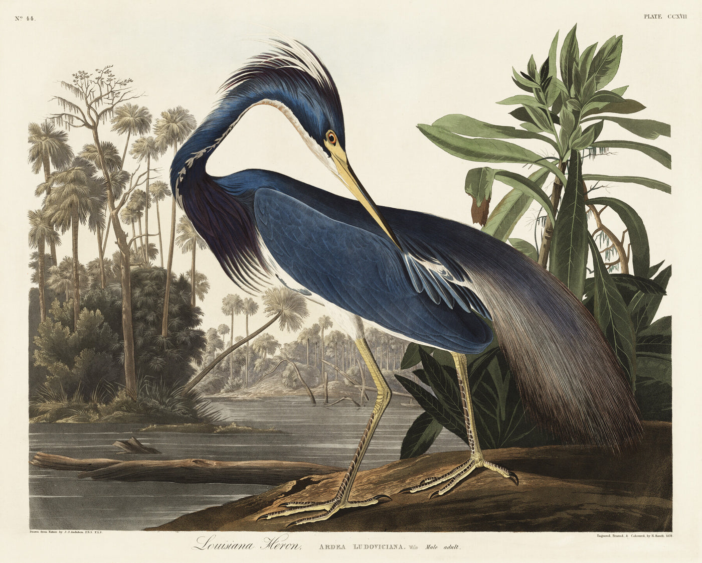 Louisiana reiger - John James Audubon