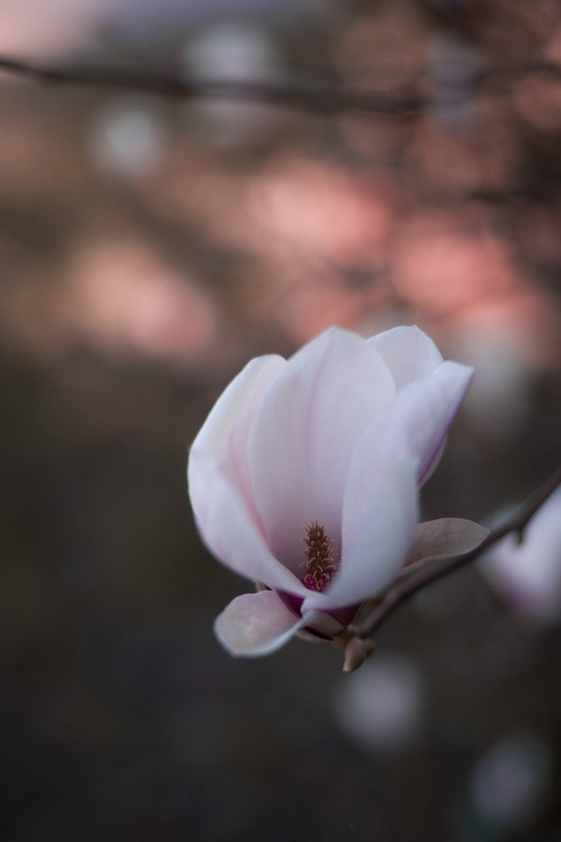 Magnolia - Mayra Fotografie