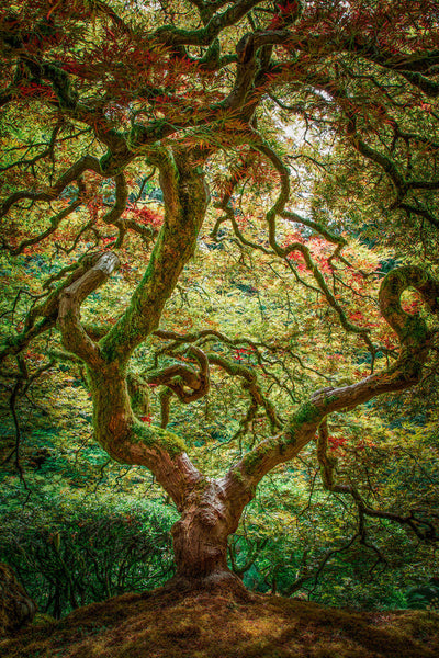 Maple tree - Olivier Photography