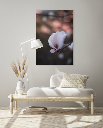 Magnolia - Mayra Fotografie