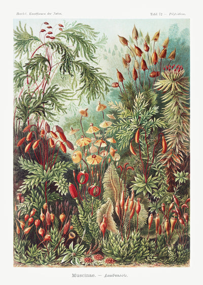 Muscinae–Laubmoose - Ernst Haeckel