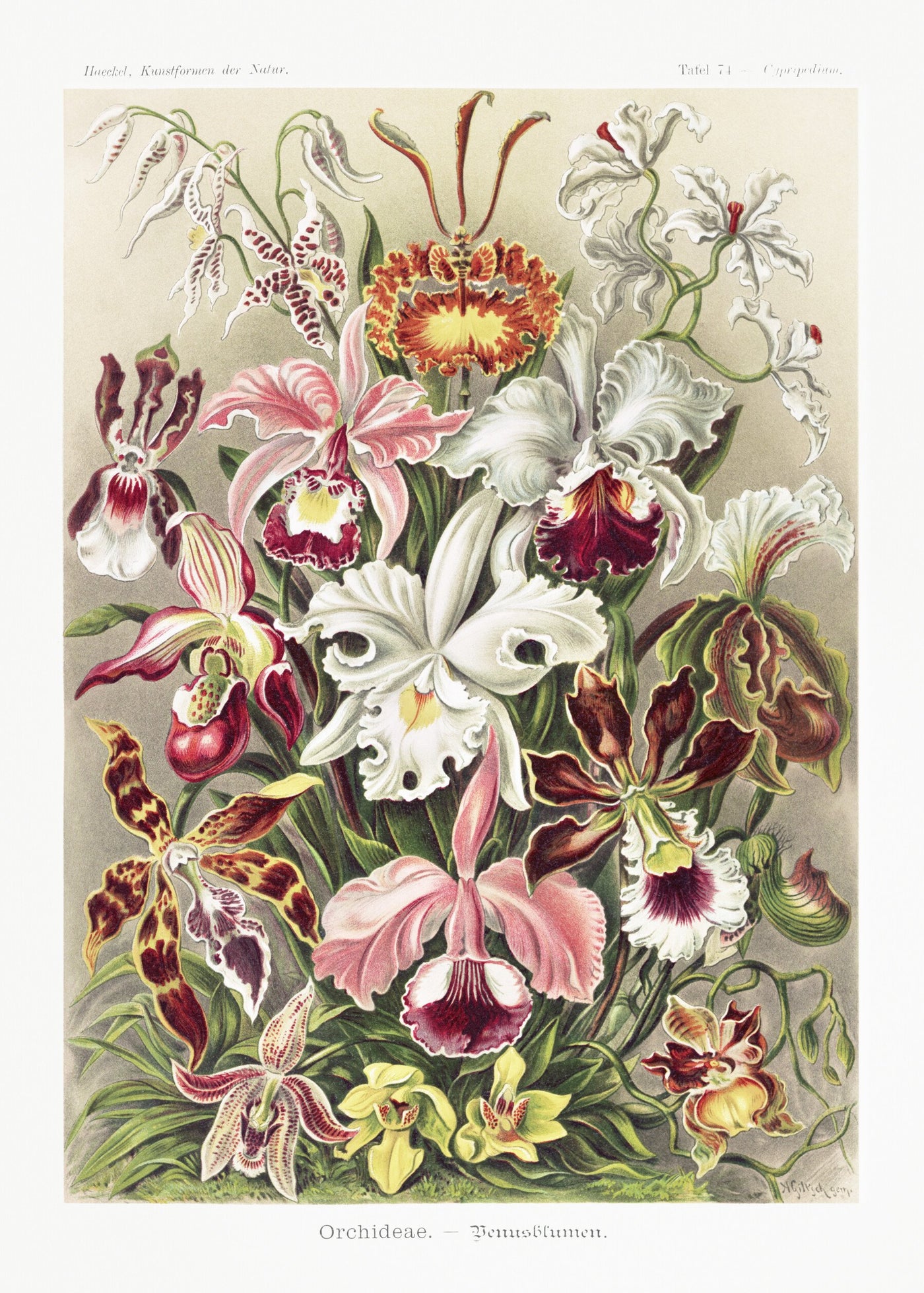 Orchideae–Denusblumen - Ernst Haeckel