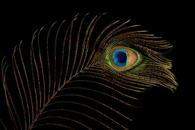 Pauwenveer als eyecatcher - Mayra Fotografie