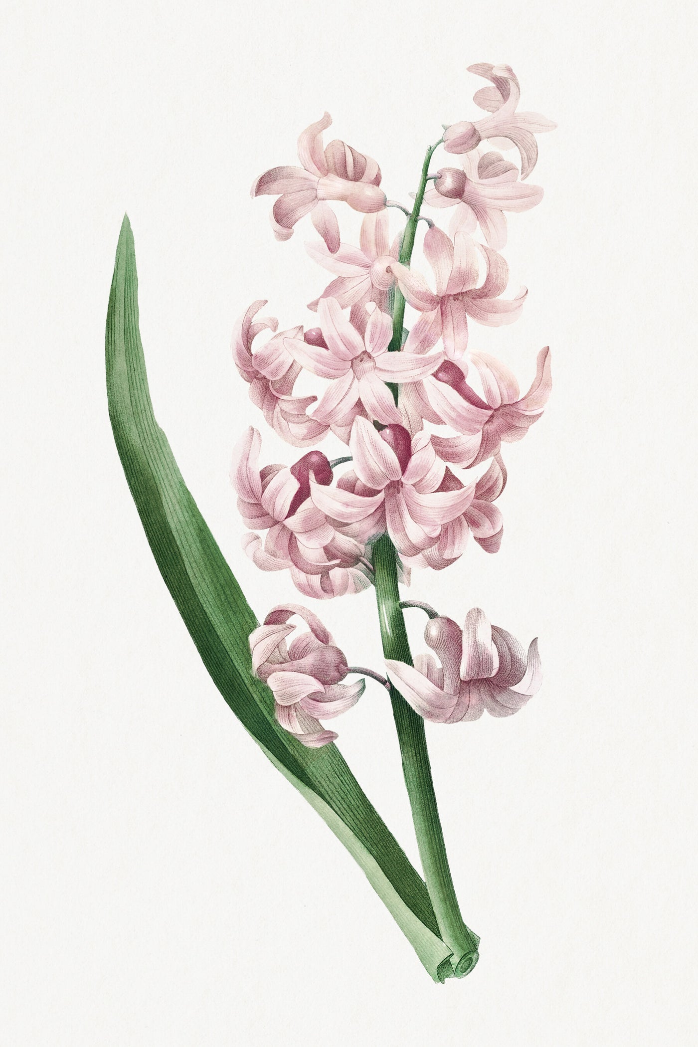 Roze hyacint - Pierre-Joseph Redouté