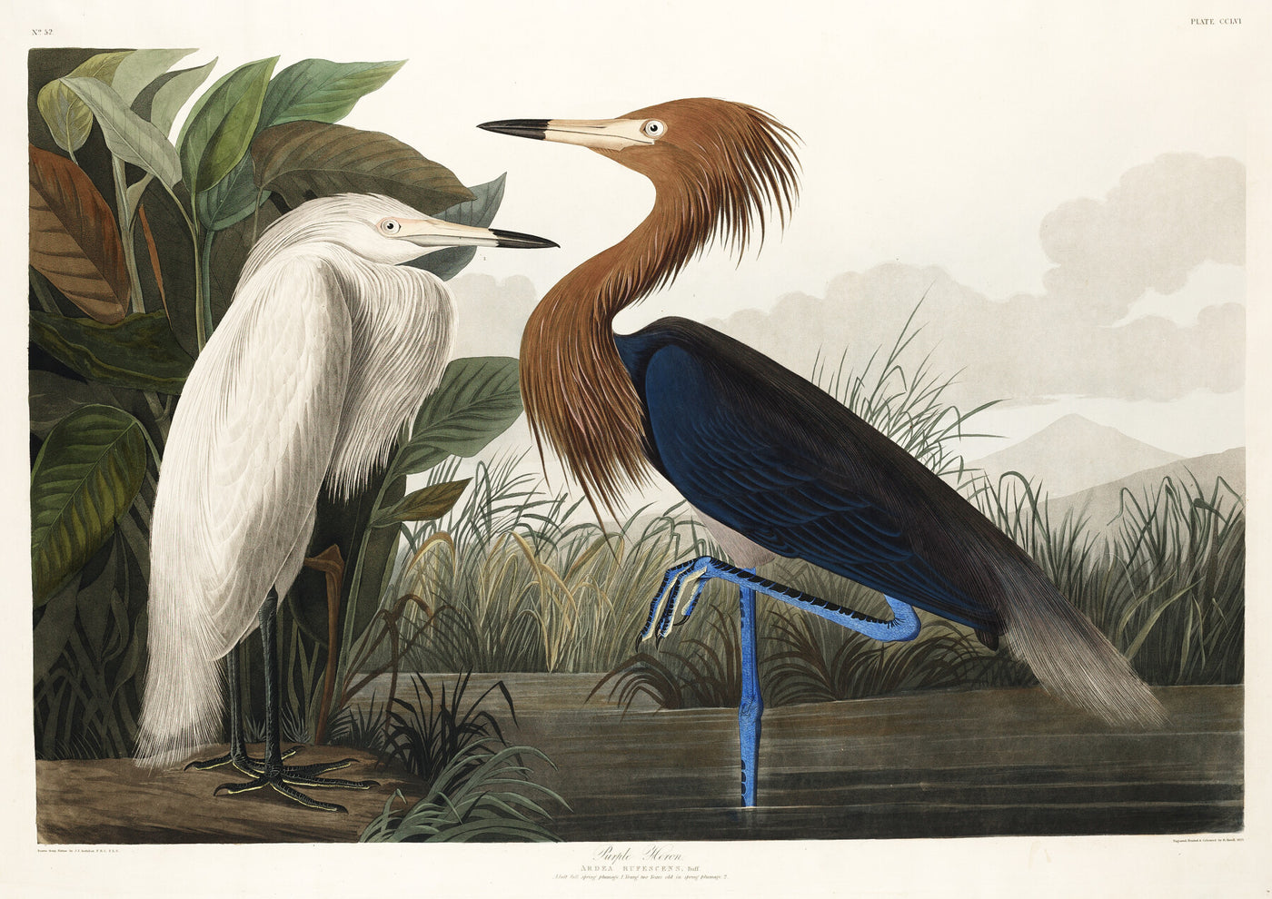 Purperreiger - John James Audubon
