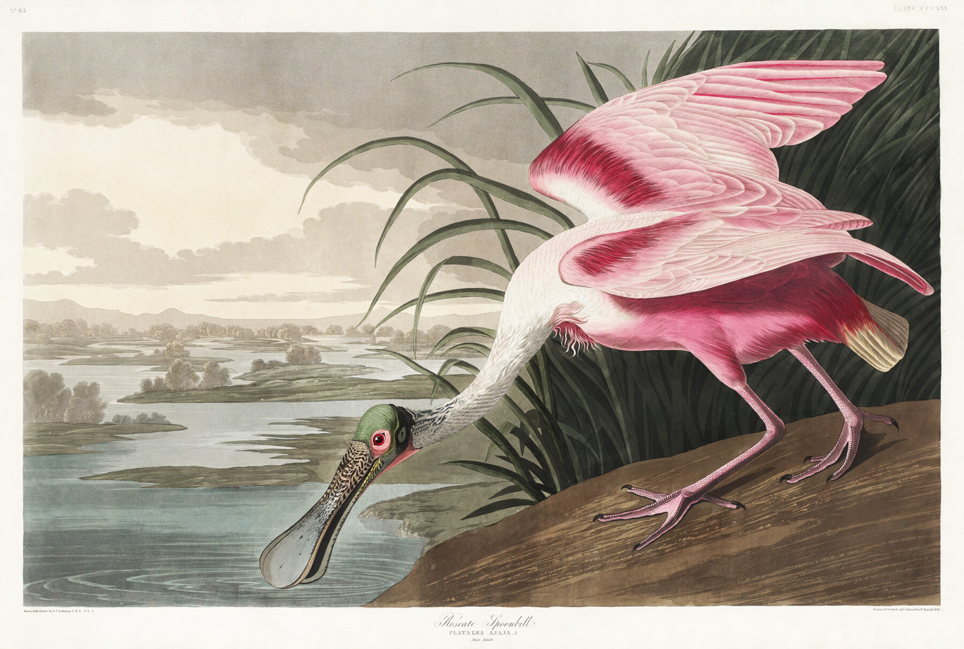 Roze lepelaar - John James Audubon
