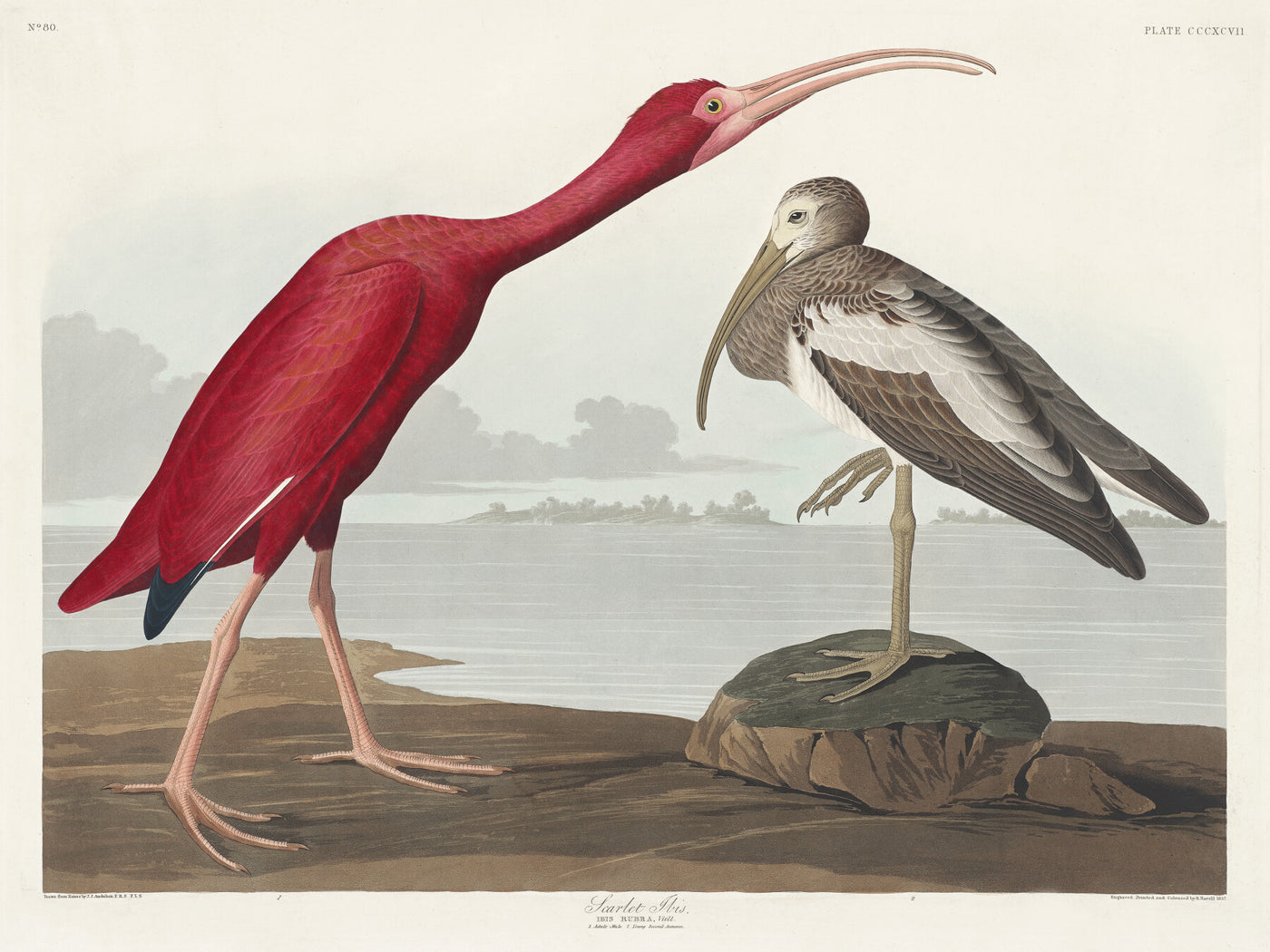 Scharlaken Ibis - John James Audubon