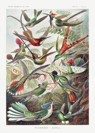 Trochilidae–Kolibris from Kunstformen der Natur (1904) - Ernst Haeckel