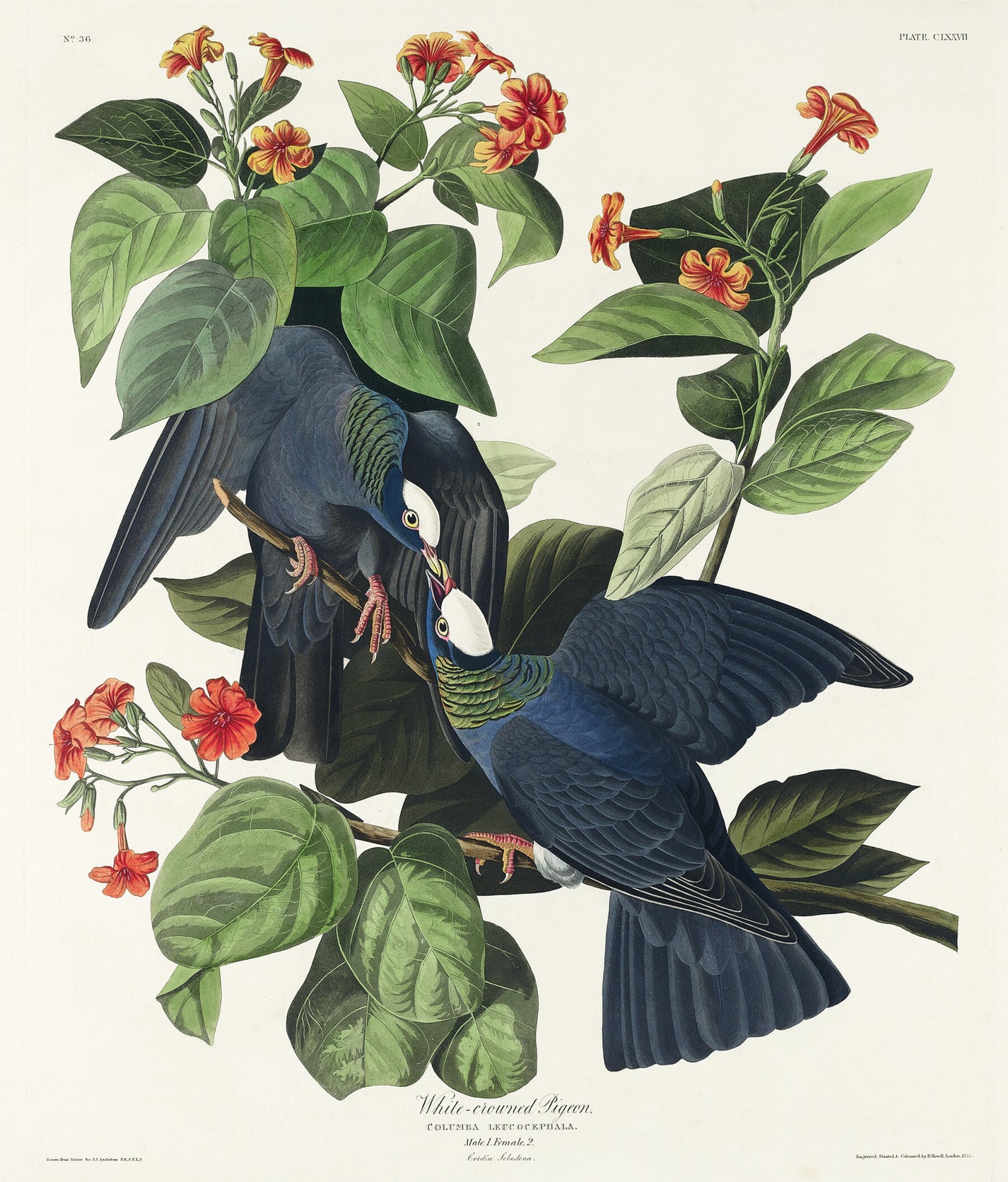 Witkruinduif - John James Audubon