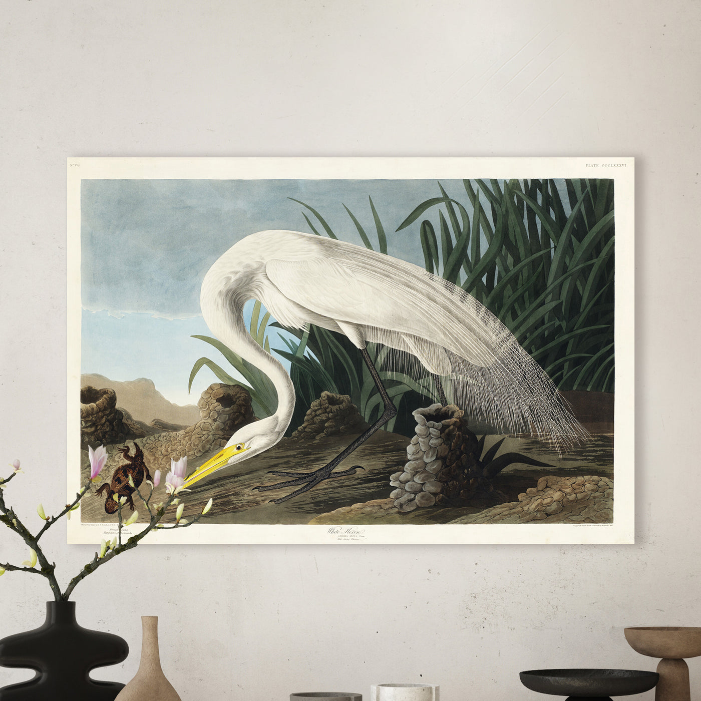 Witte reiger- John James Audubon